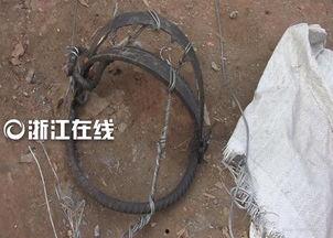 杭州野猪最新爆料,最新爆料揭示惊人真相